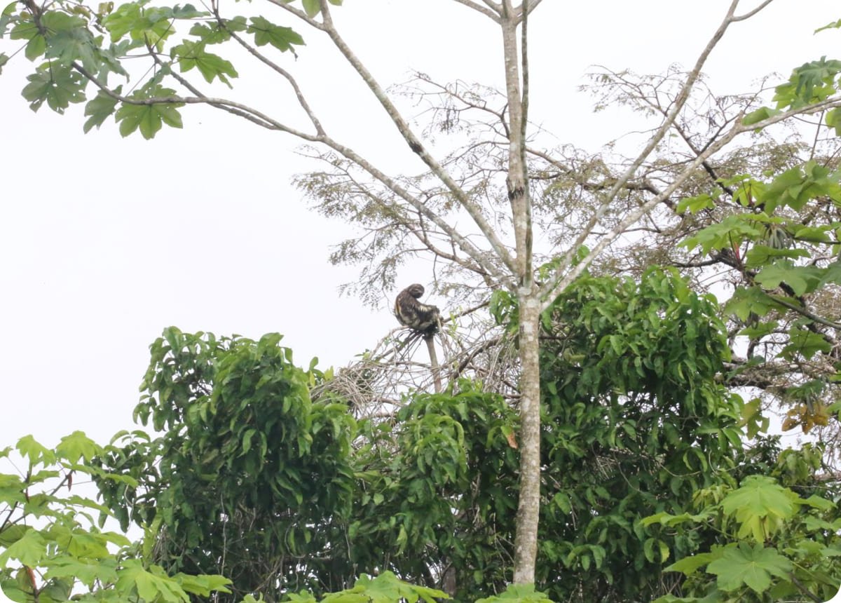 Curassow Amazon Lodge, Luxury Amazon Lodge Peru, Iquitos tours, Amazon tours Iquitos, Amazon lodge Iquitos peru, peru amazon tours Iquitos, Hotel in Iquitos, bungalows in Iquitos,