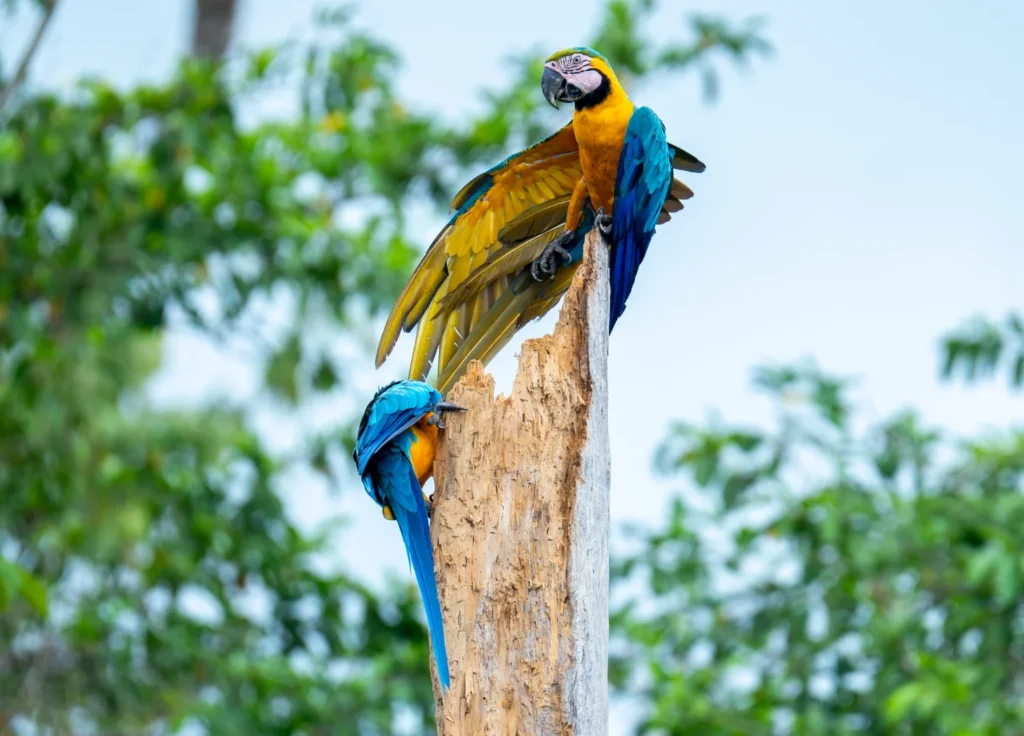 Curassow Amazon Lodge, Luxury Amazon Lodge Peru, Iquitos tours, Amazon tours Iquitos, Amazon lodge Iquitos peru, peru amazon tours Iquitos, Hotel in Iquitos, bungalows in Iquitos,